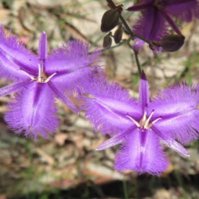 Thysanotus tuberosus subsp. tuberosus (Common Fringe-lily) at Coree, ACT - 18 Nov 2020 by Christine