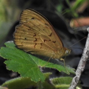 Heteronympha merope at Paddys River, ACT - 17 Nov 2020