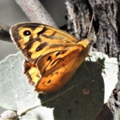 Heteronympha merope at Paddys River, ACT - 17 Nov 2020