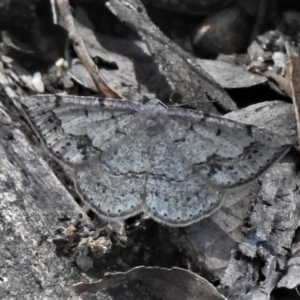 Taxeotis intextata at Paddys River, ACT - 17 Nov 2020