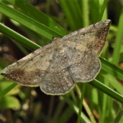 Taxeotis intextata (Looper Moth, Grey Taxeotis) at Paddys River, ACT - 17 Nov 2020 by JohnBundock