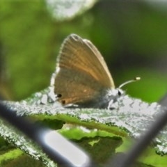 Nacaduba biocellata (Two-spotted Line-Blue) at Tidbinbilla Nature Reserve - 17 Nov 2020 by JohnBundock