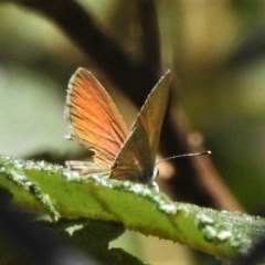 Nacaduba biocellata at Paddys River, ACT - 17 Nov 2020