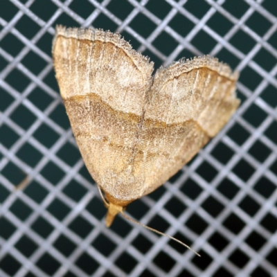 Meranda susialis (Three-lined Snout) at O'Connor, ACT - 3 Nov 2020 by ibaird