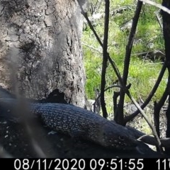 Egernia cunninghami (Cunningham's Skink) at Rob Roy Range - 10 Oct 2020 by ChrisHolder