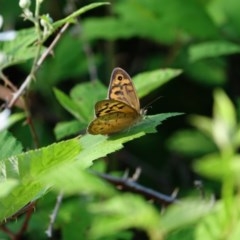 Heteronympha merope at Stromlo, ACT - 18 Nov 2020 05:46 AM