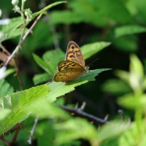 Heteronympha merope at Stromlo, ACT - 18 Nov 2020 05:46 AM