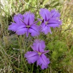 Thysanotus tuberosus subsp. tuberosus (Common Fringe-lily) at Rugosa - 17 Nov 2020 by SenexRugosus