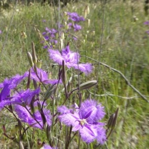 Thysanotus tuberosus subsp. tuberosus at Yass River, NSW - 18 Nov 2020