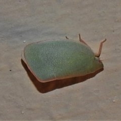 Siphanta sp. (genus) (Green planthopper, Torpedo bug) at Wanniassa, ACT - 16 Nov 2020 by JohnBundock