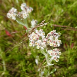 Pseudognaphalium luteoalbum at Yass River, NSW - 18 Nov 2020