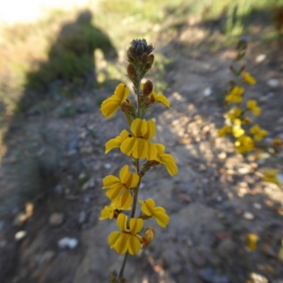 Goodenia bellidifolia subsp. bellidifolia (Daisy Goodenia) at Rugosa - 18 Nov 2020 by SenexRugosus