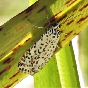 Utetheisa pulchelloides at Cotter River, ACT - 15 Nov 2020