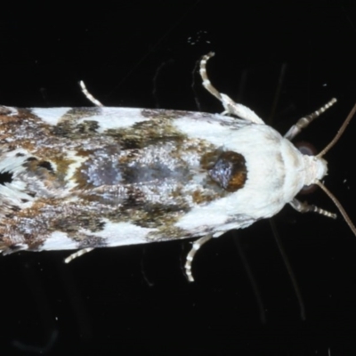 Acontia nivipicta (Blotched Shoulder) at Ainslie, ACT - 15 Nov 2020 by jb2602