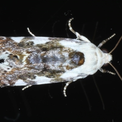 Acontia nivipicta (Acontia nivipicta) at Ainslie, ACT - 15 Nov 2020 by jb2602