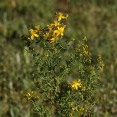 Hypericum perforatum (St John's Wort) at Ainslie, ACT - 15 Nov 2020 by jb2602