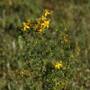 Hypericum perforatum at Ainslie, ACT - 15 Nov 2020 05:20 PM