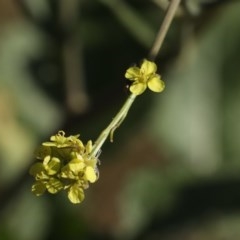 Hirschfeldia incana at Hackett, ACT - 15 Nov 2020