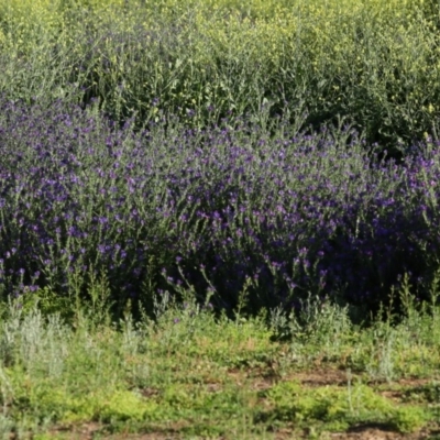 Echium plantagineum (Paterson's Curse) at Majura, ACT - 15 Nov 2020 by jb2602