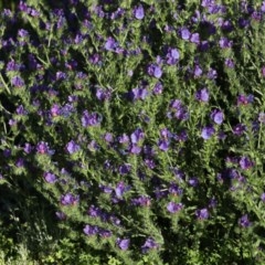 Echium plantagineum at Majura, ACT - 15 Nov 2020 05:13 PM