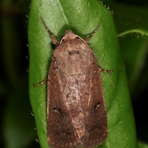 Proteuxoa hypochalchis at Melba, ACT - 11 Nov 2020