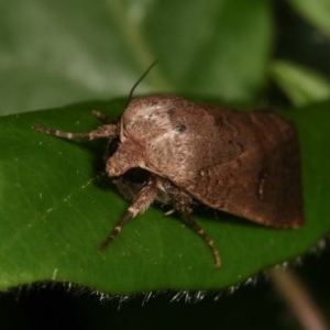 Proteuxoa hypochalchis at Melba, ACT - 11 Nov 2020