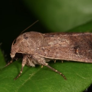 Proteuxoa hypochalchis at Melba, ACT - 11 Nov 2020