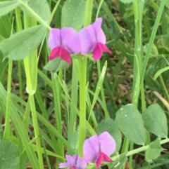 Vicia sativa (Common Vetch) at Giralang, ACT - 18 Nov 2020 by JaneR