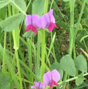 Vicia sativa at Giralang, ACT - 18 Nov 2020