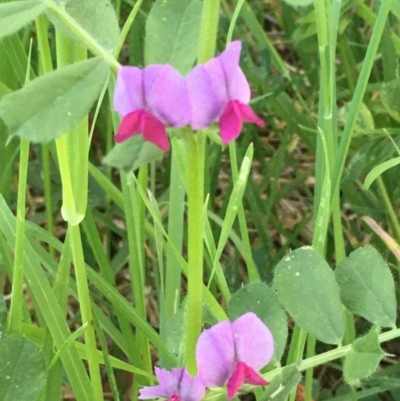 Vicia sativa (Common Vetch) at Giralang, ACT - 18 Nov 2020 by JaneR