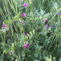 Vicia sativa at Giralang, ACT - 18 Nov 2020 06:53 PM