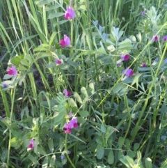 Vicia sativa at Giralang, ACT - 18 Nov 2020