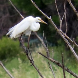 Ardea alba at Fyshwick, ACT - 16 Nov 2020 11:54 AM