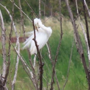 Ardea alba at Fyshwick, ACT - 16 Nov 2020 11:54 AM