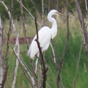 Ardea alba at Fyshwick, ACT - 16 Nov 2020 11:54 AM