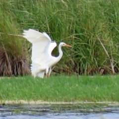 Ardea plumifera (Plumed Egret) at Fyshwick, ACT - 16 Nov 2020 by RodDeb