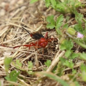 Lissopimpla excelsa at Fyshwick, ACT - 16 Nov 2020 12:04 PM