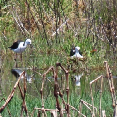 Himantopus leucocephalus (Pied Stilt) at Jerrabomberra Wetlands - 17 Nov 2020 by RodDeb