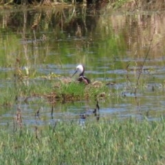 Himantopus leucocephalus at Fyshwick, ACT - 17 Nov 2020 11:34 AM
