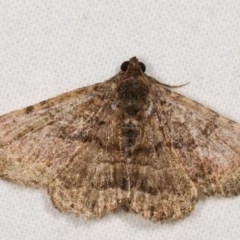 Diatenes aglossoides (An Erebid Moth) at Melba, ACT - 11 Nov 2020 by kasiaaus