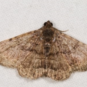 Diatenes aglossoides at Melba, ACT - 12 Nov 2020