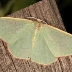 Chlorocoma melocrossa (Cream-fringed Emerald) at Melba, ACT - 11 Nov 2020 by kasiaaus