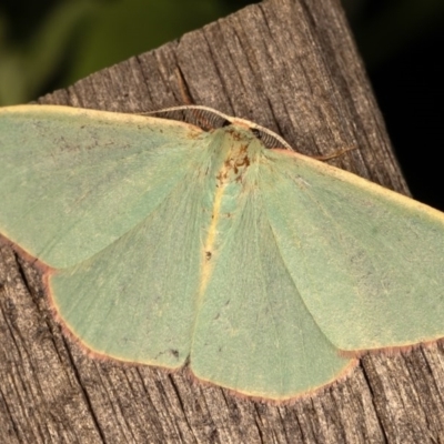 Chlorocoma melocrossa (Cream-fringed Emerald) at Melba, ACT - 11 Nov 2020 by kasiaaus