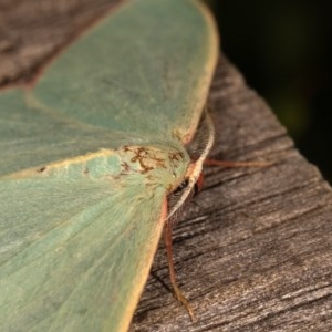 Chlorocoma melocrossa at Melba, ACT - 12 Nov 2020