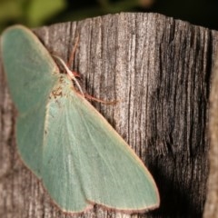 Chlorocoma melocrossa at Melba, ACT - 12 Nov 2020 12:15 AM