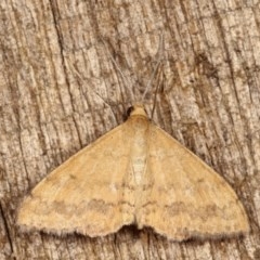 Scopula rubraria (Reddish Wave, Plantain Moth) at Melba, ACT - 11 Nov 2020 by kasiaaus