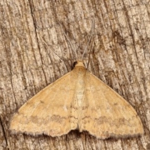 Scopula rubraria at Melba, ACT - 12 Nov 2020