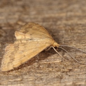 Scopula rubraria at Melba, ACT - 12 Nov 2020