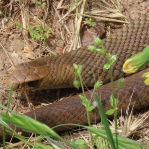 Pseudonaja textilis at Fyshwick, ACT - 16 Nov 2020