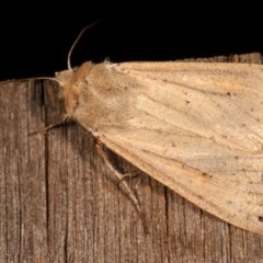 Mythimna (Pseudaletia) convecta (Common Armyworm) at Melba, ACT - 11 Nov 2020 by kasiaaus